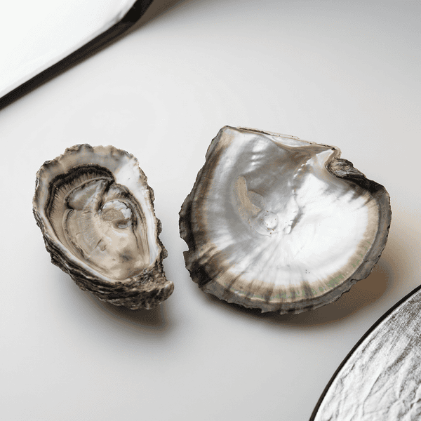 Edible Oysters vs Pearl Oysters - Marina Korneev