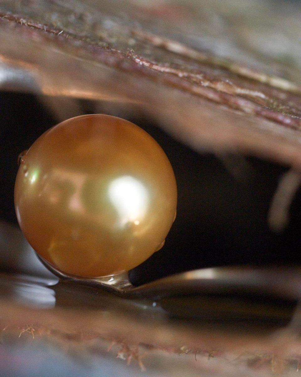Freshwater and Saltwater Pearls — What's the Difference? - Marina Korneev