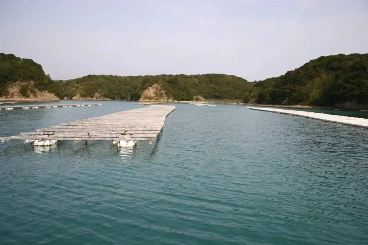 THE MARVEL OF CULTURED PEARLS: DIVE INTO FASCINATING HISTORY. PART III - Marina Korneev