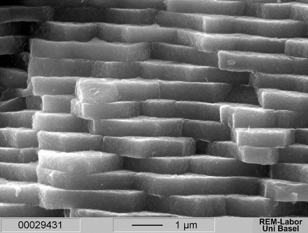 Microscopic layers of aragonite crystals forming nacre structure in pearl oyster shell.