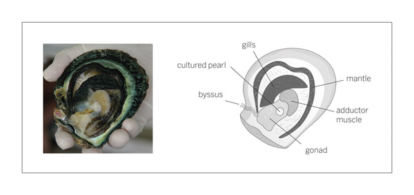 Tahitian pearl oyster cross-section showing gonad where mantle tissue is implanted for cultured pearl production.
