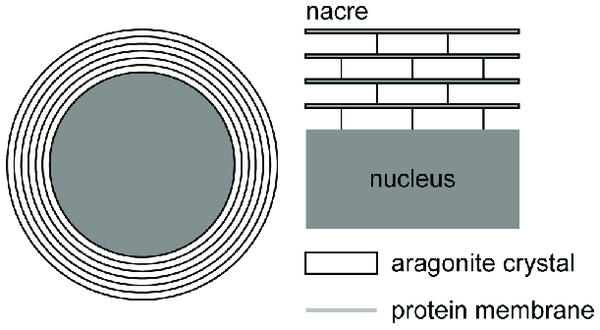 Cross-section diagram of a nacre pearl showing layers of aragonite in cultured pearls.