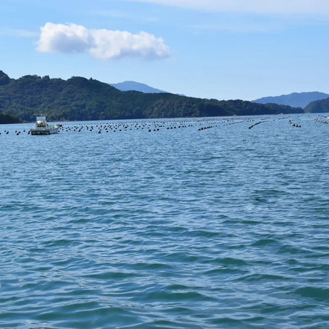 Oyster farm with buoys in blue water promoting responsible pearl farming for ocean health