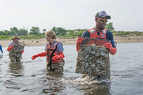 People in waders harvesting oysters in shallow water for responsible pearl farming.